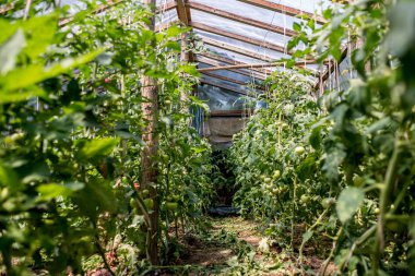 Serada domates bitkileri