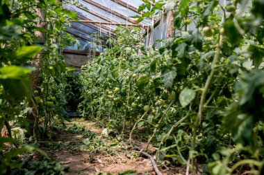 Serada domates bitkileri