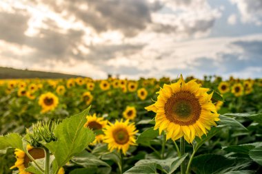 Ayçiçeği tarlasıyla manzara