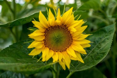 arka planda ayçiçeği