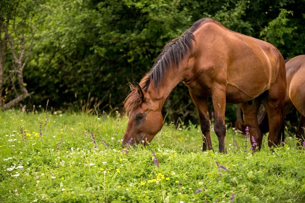 Caballos Campo Las Ovejas — Foto de Stock