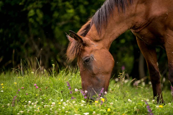 Caballos Campo Las Ovejas — Foto de Stock