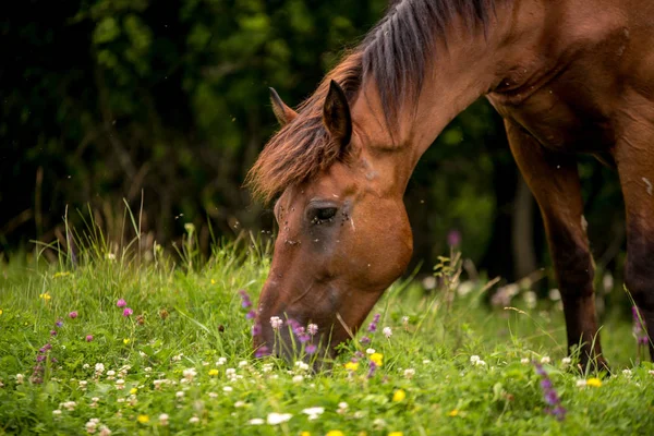 Caballos Campo Las Ovejas — Foto de Stock