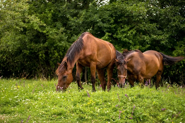 Caballos Campo Las Ovejas — Foto de Stock