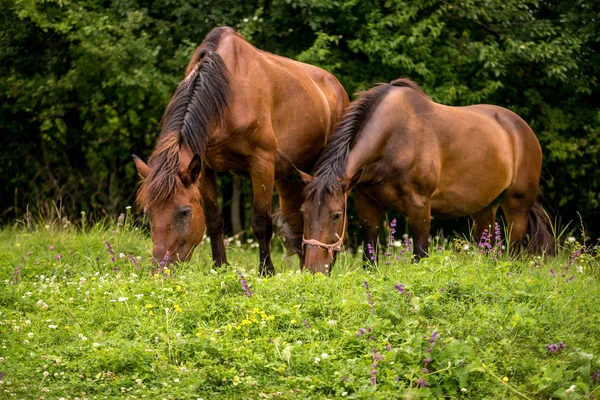 Caballos Campo Las Ovejas — Foto de Stock