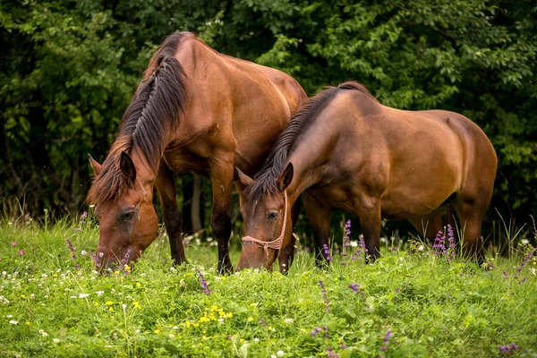 Caballos Campo Las Ovejas — Foto de Stock