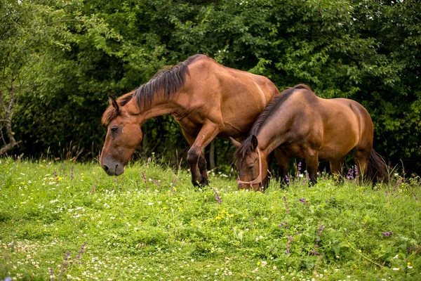 Pferde Auf Dem Feld Den Schafen — Stockfoto