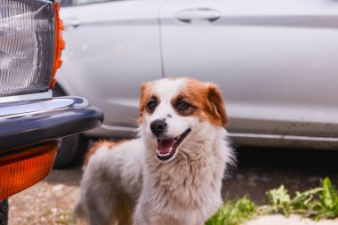 arabanın yanında köpek yavrusu
