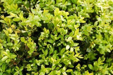  Bahçedeki yeşil bitkiler