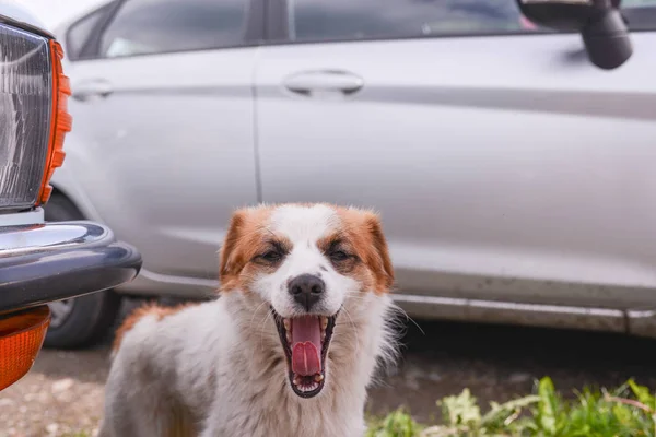 Cachorro Cerca Del Coche — Foto de Stock