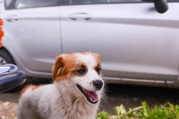 Cachorro Cerca Del Coche — Foto de Stock