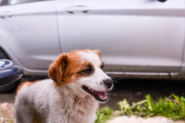 Cachorro Cerca Del Coche — Foto de Stock