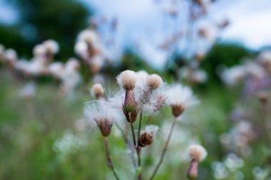  arka planda soyut bitki