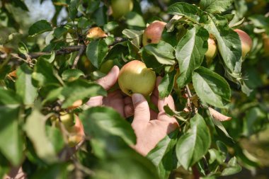 Ağaçtaki yeşil elmalar