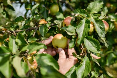 Ağaçtaki yeşil elmalar