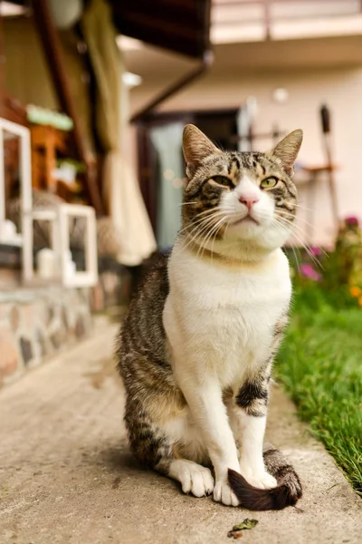  Bahçedeki Meraklı Kedi