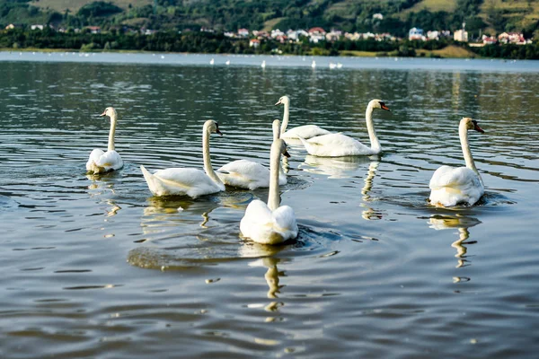 Dos Cisnes Lago —  Fotos de Stock