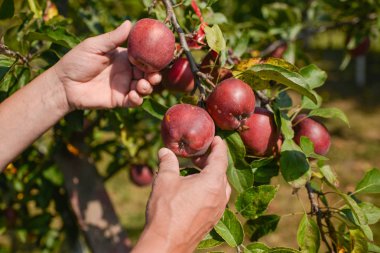  el malzeme çekme elma ağacından