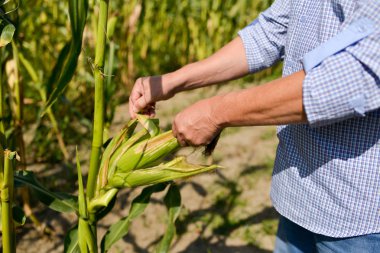 mısır plantasyon üzerinde çiftçi