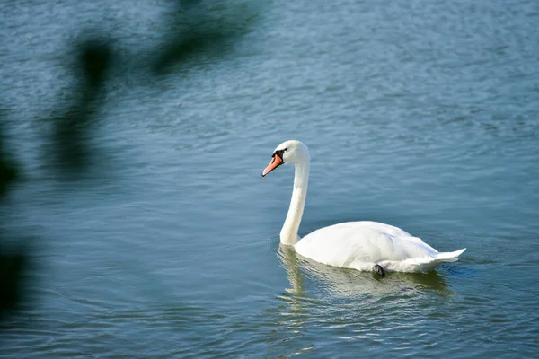 Cisne Lago —  Fotos de Stock