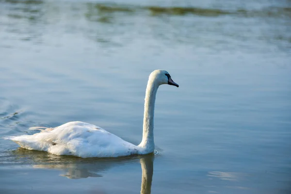 Cisne Lago —  Fotos de Stock