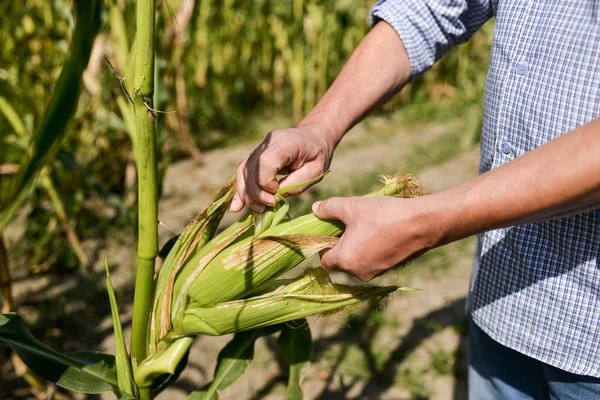 sonbaharda mısır tarlasında çiftçi