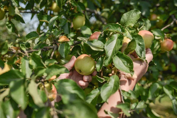 Manzanas Verdes Árbol — Foto de Stock