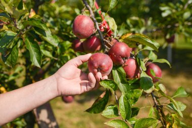  el malzeme çekme elma ağacından