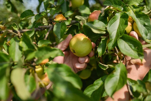 Manzanas Verdes Árbol — Foto de Stock