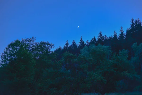 Foresta Luna Nel Cielo — Foto Stock