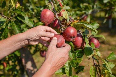 el malzeme çekme elma ağacından