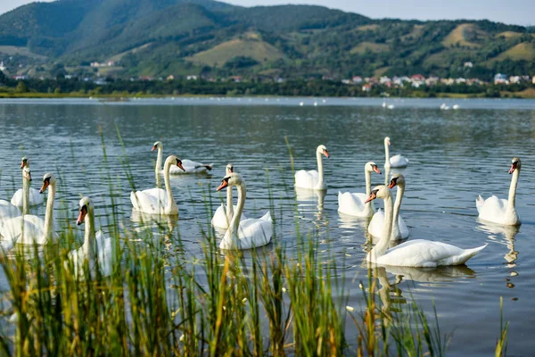 Cisnes Lago —  Fotos de Stock