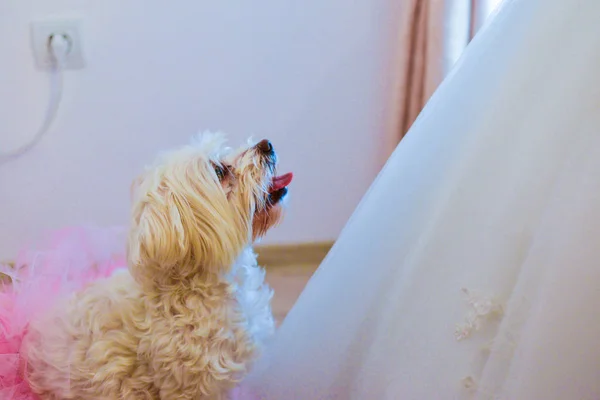 Puppy Bride Room — Stock Photo, Image