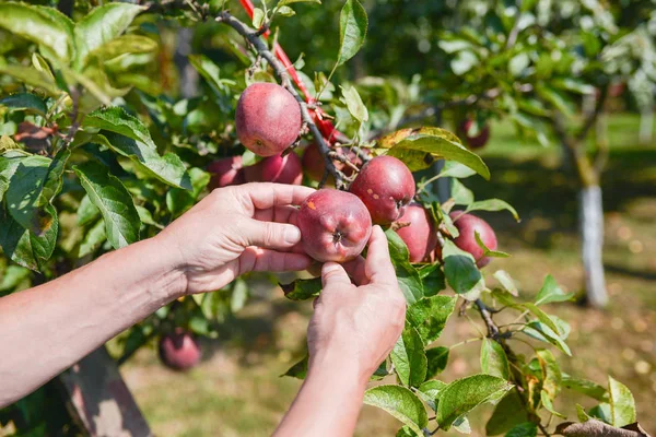  meyve bahçesinde elma toplama el