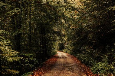  Sonbahar ormanı boyunca yol