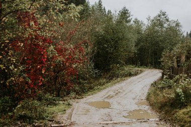  Sonbahar ormanı boyunca yol