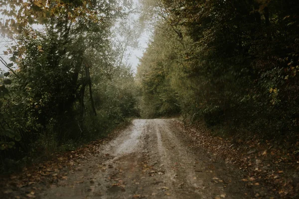 Strada Attraverso Foresta Autunnale — Foto Stock