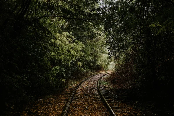 Strada Nel Bosco — Foto Stock