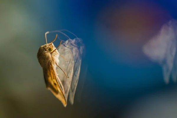 Motýl Skleněném Pozadí — Stock fotografie