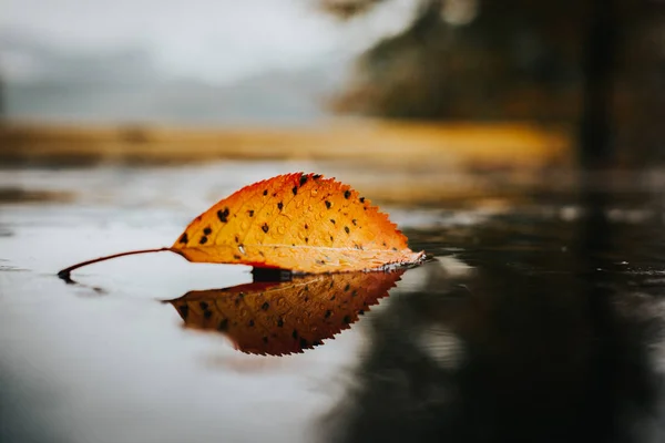 Folha Amarela Refletida Água — Fotografia de Stock