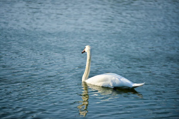 Cisne Lago —  Fotos de Stock