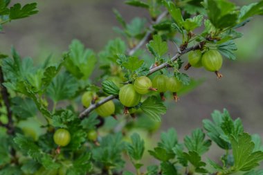  Bir dalda Bektaşi üzümü