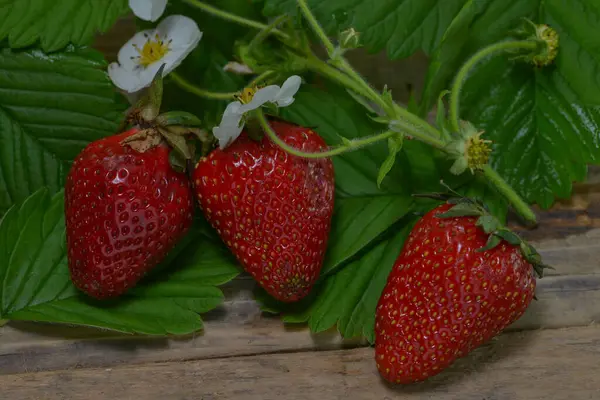 Φράουλες Στο Ξύλινο Τραπέζι — Φωτογραφία Αρχείου