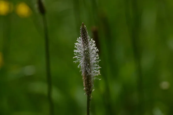 Wildflower Isolado Fundo — Fotografia de Stock