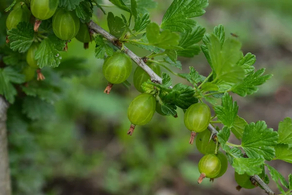 Stachelbeeren Auf Dem Strauch — Stockfoto