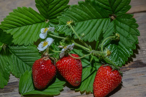 Φράουλες Στον Κήπο — Φωτογραφία Αρχείου