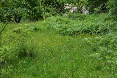 Ormanda yeşil çimenler