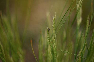 Rüzgarda yeşil çimen