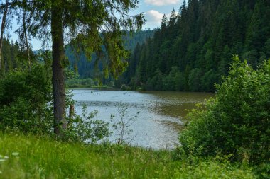 Ormandaki göl manzarası