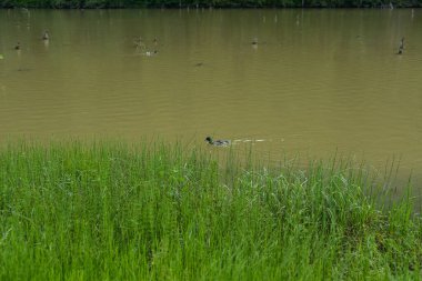 Ormandaki göl manzarası